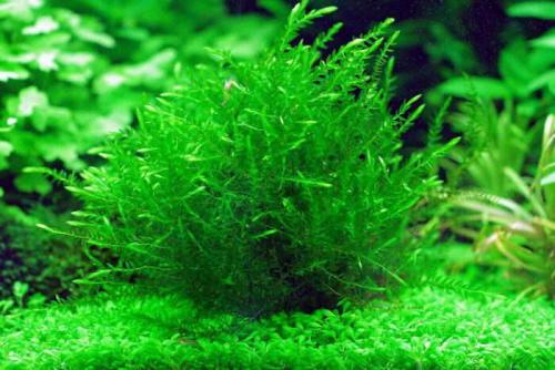 Аквариумные растения переднего плана. Советы по выбору растений для переднего плана аквариума 04 Аквариумные растения переднего плана. Советы по выбору растений для переднего плана аквариума 04