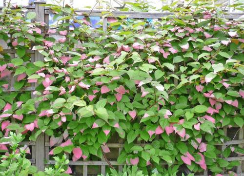 Неприхотливые вьющиеся растения для дачи многолетние. Декоративные вьющиеся растения для сада: 30 лиан с названием и фото