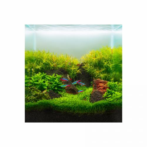 Аквариумные растения переднего плана. Советы по выбору растений для переднего плана аквариума 11 Аквариумные растения переднего плана. Советы по выбору растений для переднего плана аквариума 11