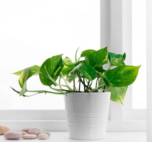 Неприхотливые вьющиеся растения для дома. Вьющиеся комнатные растения: применение в домашних условиях, на участке, в саду и в ландшафтном дизайне (130 фото)