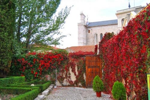 Неприхотливые вьющиеся растения для дачи многолетние. Декоративные вьющиеся растения для сада: 30 лиан с названием и фото