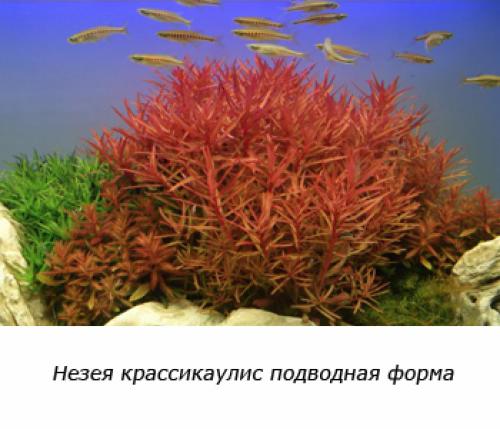 Аквариумные растения переднего плана. Советы по выбору растений для переднего плана аквариума 17 Аквариумные растения переднего плана. Советы по выбору растений для переднего плана аквариума 17