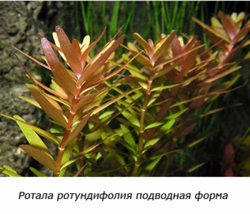 Аквариумные растения переднего плана. Советы по выбору растений для переднего плана аквариума 19 Аквариумные растения переднего плана. Советы по выбору растений для переднего плана аквариума 19