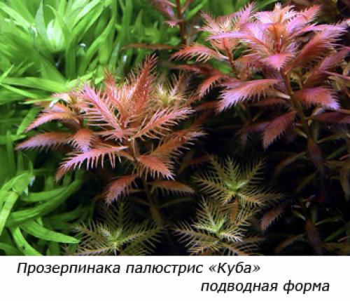 Аквариумные растения переднего плана. Советы по выбору растений для переднего плана аквариума 21 Аквариумные растения переднего плана. Советы по выбору растений для переднего плана аквариума 21