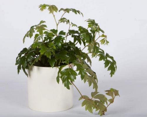 Неприхотливые вьющиеся растения для дома. Вьющиеся комнатные растения: применение в домашних условиях, на участке, в саду и в ландшафтном дизайне (130 фото)