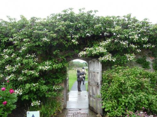 Названия лиан. Лианы на даче — быстрорастущие для забора, фото вьющихся растений, какие можно посадить на даче, какие используют для озеленения