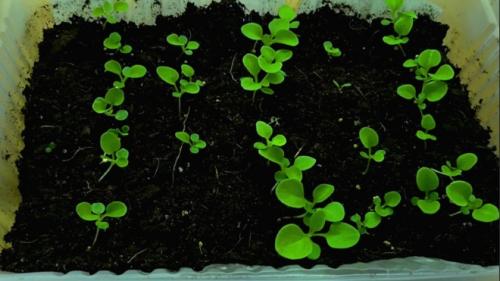 Когда сажать петунию на рассаду в стаканчики. Сроки посева