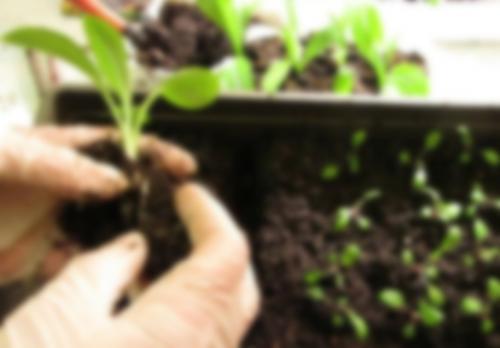 Когда нужно сажать петунию на рассаду в 2023 году. Сроки по регионам России 08 Когда нужно сажать петунию на рассаду в 2023 году. Сроки по регионам России 08