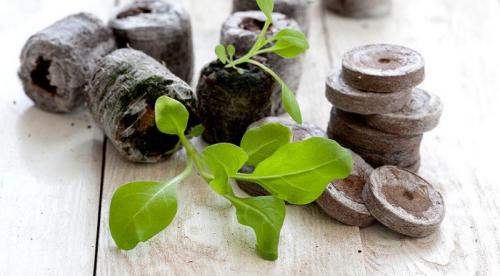 Как сажать петунию на рассаду в торфяные таблетки. Что собой представляют торфяные таблетки