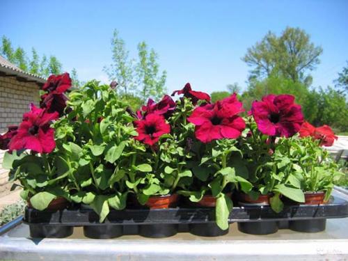 Когда сеять петунию в открытый грунт. Когда высаживать рассаду петунии в открытый грунт: оптимальные сроки