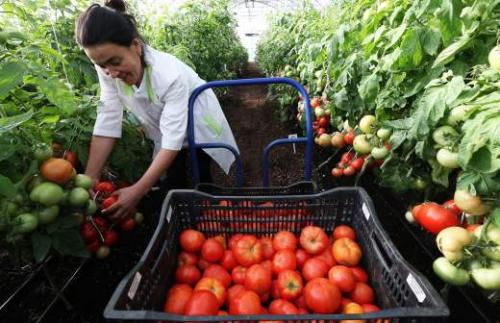 Когда нужно сажать петунию на рассаду в 2023 году. Сроки по регионам России 05 Когда нужно сажать петунию на рассаду в 2023 году. Сроки по регионам России 05