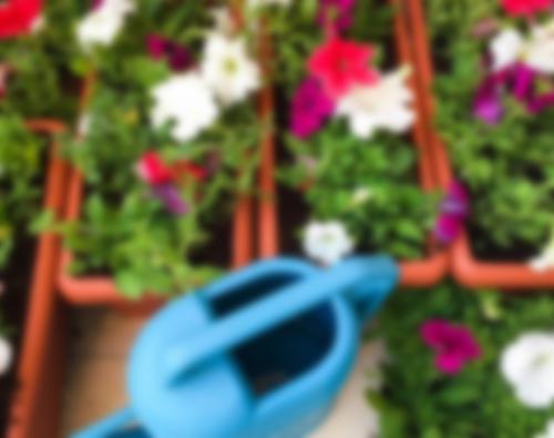 Когда нужно сажать петунию на рассаду в 2023 году. Сроки по регионам России 07 Когда нужно сажать петунию на рассаду в 2023 году. Сроки по регионам России 07