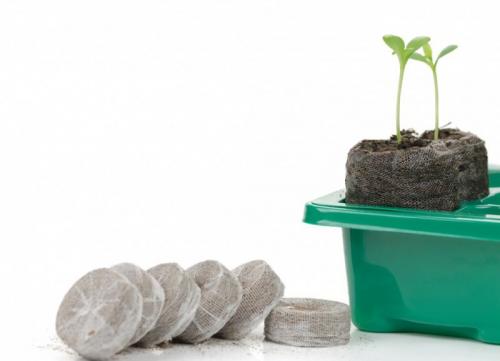 Как сажать петунию на рассаду в торфяные таблетки. Что собой представляют торфяные таблетки