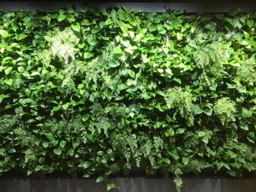 Растения для вертикального озеленения. Вертикальное озеленение в ландшафтном дизайне 01 Растения для вертикального озеленения. Вертикальное озеленение в ландшафтном дизайне 01