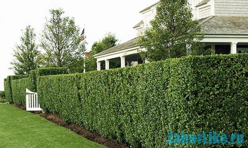 Декоративные лианы для сада. Декоративные вьющиеся растения для сада: 30 лиан с названием и фото 07 Декоративные лианы для сада. Декоративные вьющиеся растения для сада: 30 лиан с названием и фото 07