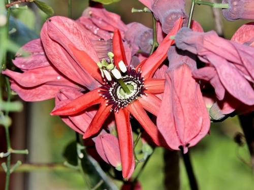 Быстрорастущие лианы для сада. Лианы на даче — быстрорастущие для забора, фото вьющихся растений, какие можно посадить на даче, какие используют для озеленения