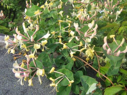 Быстрорастущие лианы для сада. Лианы на даче — быстрорастущие для забора, фото вьющихся растений, какие можно посадить на даче, какие используют для озеленения