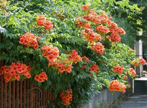 Декоративные лианы для сада. Декоративные вьющиеся растения для сада: 30 лиан с названием и фото 10