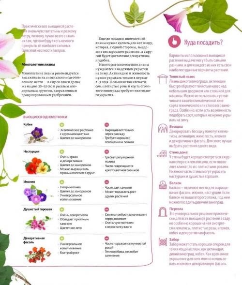 Быстрорастущие лианы для сада. Лианы на даче — быстрорастущие для забора, фото вьющихся растений, какие можно посадить на даче, какие используют для озеленения