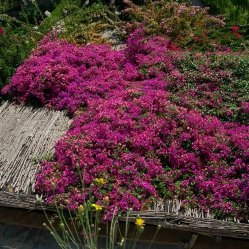 Быстрорастущие лианы для сада. Лианы на даче — быстрорастущие для забора, фото вьющихся растений, какие можно посадить на даче, какие используют для озеленения