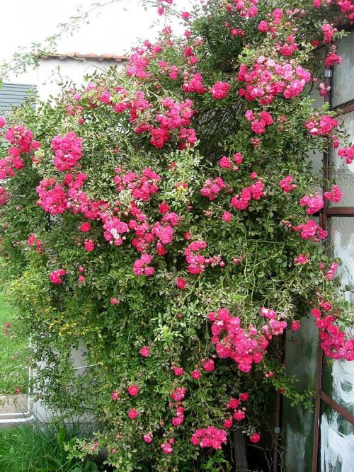 Быстрорастущие лианы для сада. Лианы на даче — быстрорастущие для забора, фото вьющихся растений, какие можно посадить на даче, какие используют для озеленения