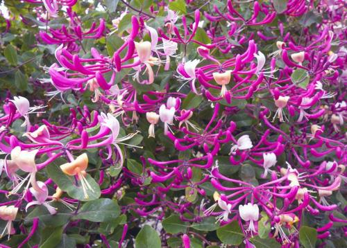 Декоративные лианы для сада. Декоративные вьющиеся растения для сада: 30 лиан с названием и фото 15 Декоративные лианы для сада. Декоративные вьющиеся растения для сада: 30 лиан с названием и фото 15