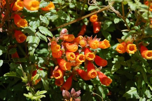 Быстрорастущие однолетние лианы красивоцветущие. Вьющиеся однолетники. Живая изгородь быстро!