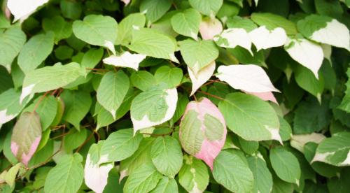 Лиана декоративная. Топ лучших многолетних лиан для оформления садового участка