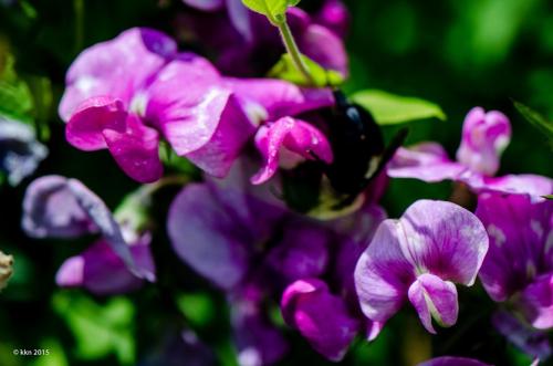 Быстрорастущие однолетние лианы красивоцветущие. Вьющиеся однолетники. Живая изгородь быстро!