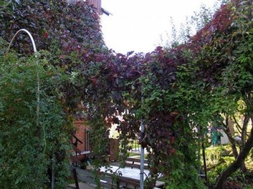 Лиана растение. Общее описание растения