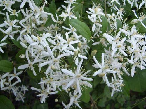 Многолетние и неприхотливые лианы для арок.. Многолетние листопадные лианы 05