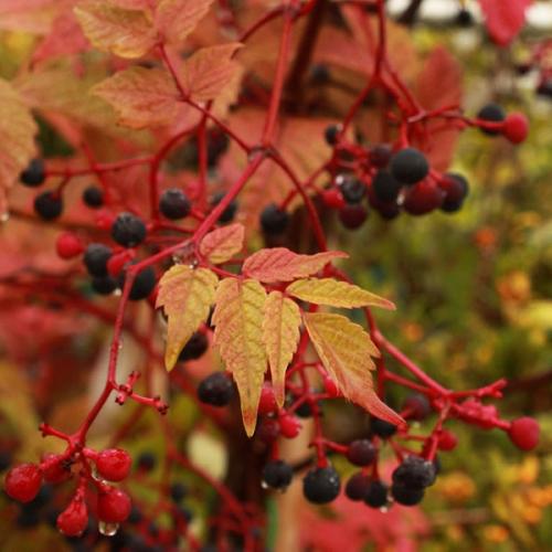 Многолетние и неприхотливые лианы для арок.. Многолетние листопадные лианы 01