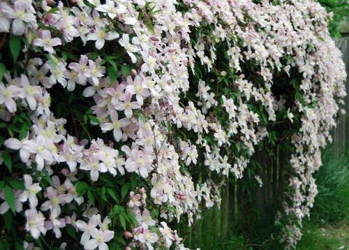 Топ лучших многолетних лиан для оформления садового участка. Дикорастущий виноград 08 Топ лучших многолетних лиан для оформления садового участка. Дикорастущий виноград 08