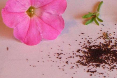 Когда сажать петунию на рассаду 2023. Пошаговая Инструкция когда и как правильно сажать петунию на получение рассады в 2023 году