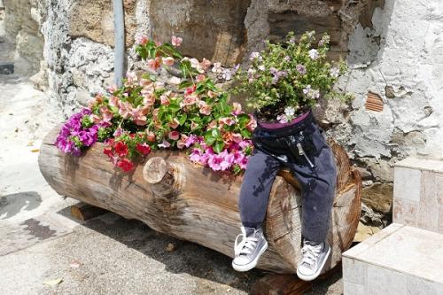 Когда сажать петунию на улицу. Как правильно высаживать рассаду петунии в открытый грунт