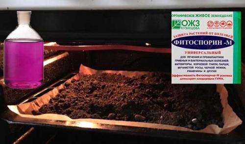 Как сажать петунию на рассаду в домашних условиях. Подходящий почвогрунт