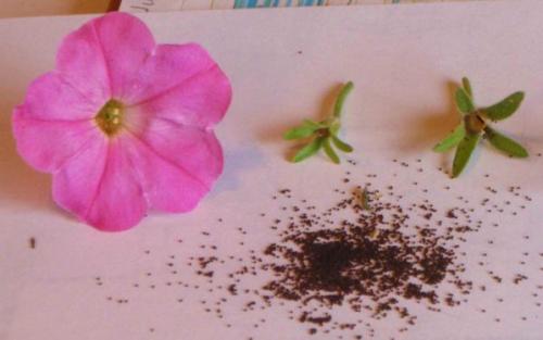 Как сажать петунию на рассаду со снегом. В чем особенность посева семян петунии на снег, п люсы и минусы