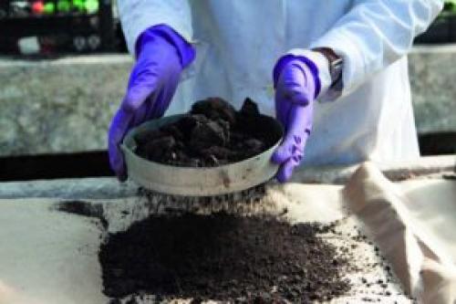 Как сажать петунию на рассаду в домашних условиях. Подходящий почвогрунт