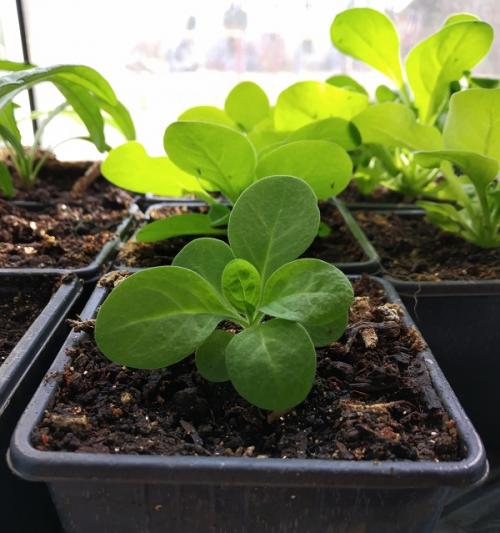 Когда сажать петунию на улицу. Как правильно высаживать рассаду петунии в открытый грунт