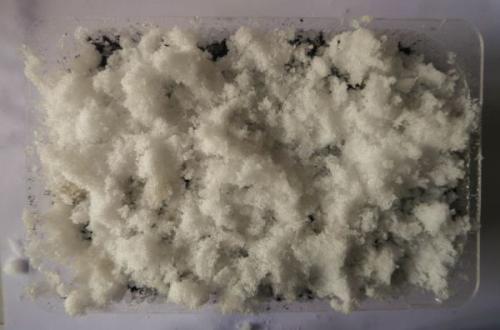 Как сажать петунию на рассаду со снегом. В чем особенность посева семян петунии на снег, п люсы и минусы