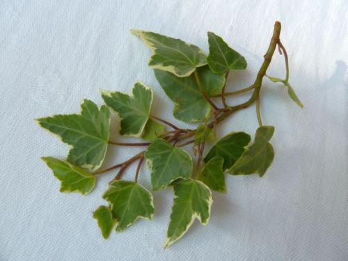 Вьющиеся цветы комнатные. Вьющиеся комнатные растения: применение в домашних условиях, на участке, в саду и в ландшафтном дизайне (130 фото)