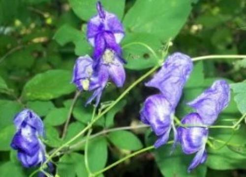 Тенелюбивые вьющиеся растения для сада многолетние. Вьющиеся растения для тенистого сада 02 Тенелюбивые вьющиеся растения для сада многолетние. Вьющиеся растения для тенистого сада 02