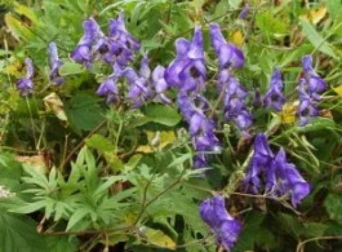 Тенелюбивые вьющиеся растения для сада многолетние. Вьющиеся растения для тенистого сада 01 Тенелюбивые вьющиеся растения для сада многолетние. Вьющиеся растения для тенистого сада 01