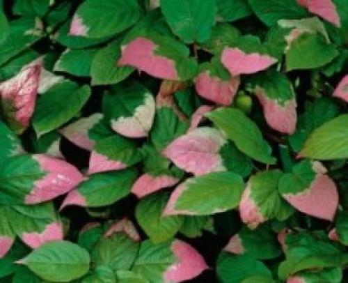 Тенелюбивые вьющиеся растения для сада многолетние. Вьющиеся растения для тенистого сада 03 Тенелюбивые вьющиеся растения для сада многолетние. Вьющиеся растения для тенистого сада 03