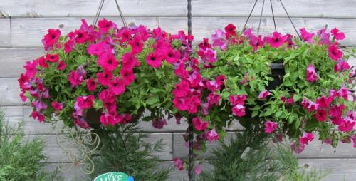 Когда сеять петунию на рассаду в 2023 году в домашних условиях.  Сроки посадки петунии в 2023 году 01