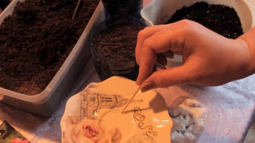 Когда сеять петунию на рассаду в 2023 году в домашних условиях.  Сроки посадки петунии в 2023 году 07