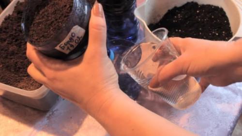 Когда сеять петунию на рассаду в 2023 году в домашних условиях.  Сроки посадки петунии в 2023 году 08