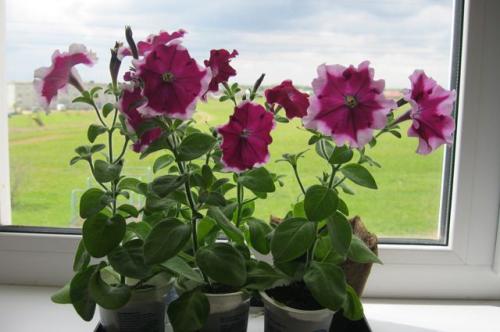 Благоприятные дни для пересадки петунии. Когда сажать петунии в 2023? Посадка семян на рассаду