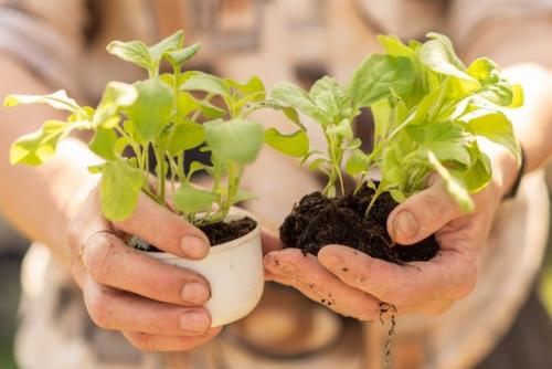 Благоприятные дни для пересадки петунии. Когда сажать петунии в 2023? Посадка семян на рассаду