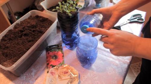 Когда сеять петунию на рассаду в 2023 году в домашних условиях.  Сроки посадки петунии в 2023 году 04